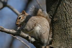 Grey Squirrel